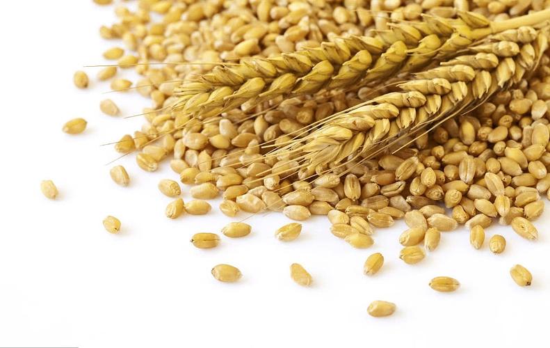 精釀啤酒設(shè)備,啤酒廠設(shè)備,開辦啤酒廠，大麥