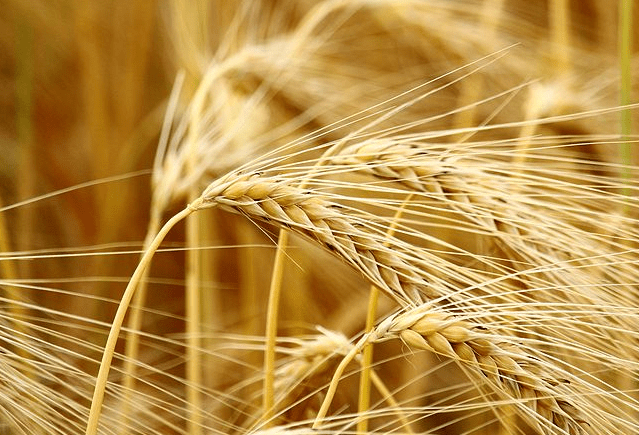 精釀<a href=http://m.phpaspjc.cn/ target=_blank class=infotextkey>啤酒設(shè)備</a>,啤酒廠設(shè)備,開辦啤酒廠,麥芽